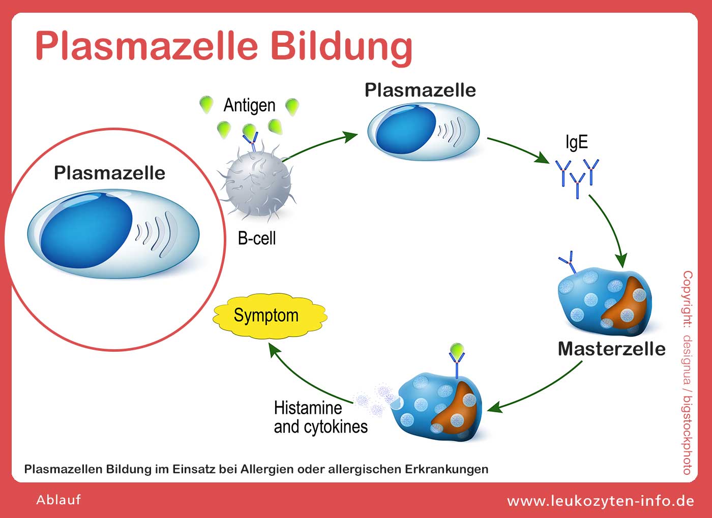 Plasmazelle Bildung zur Immunabwehr